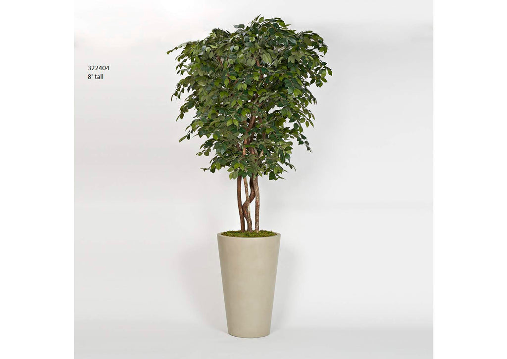 322404 8' Sakaki Tree in Tall Round White Planter