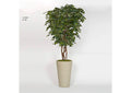322404 8' Sakaki Tree in Tall Round White Planter