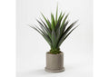 322700 4' Agave Plant in Grey Marta Pot
