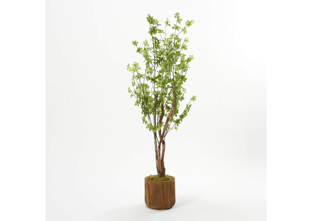 322705 66" Star Foliage Branch in Round Wooden Stain Wash Planter