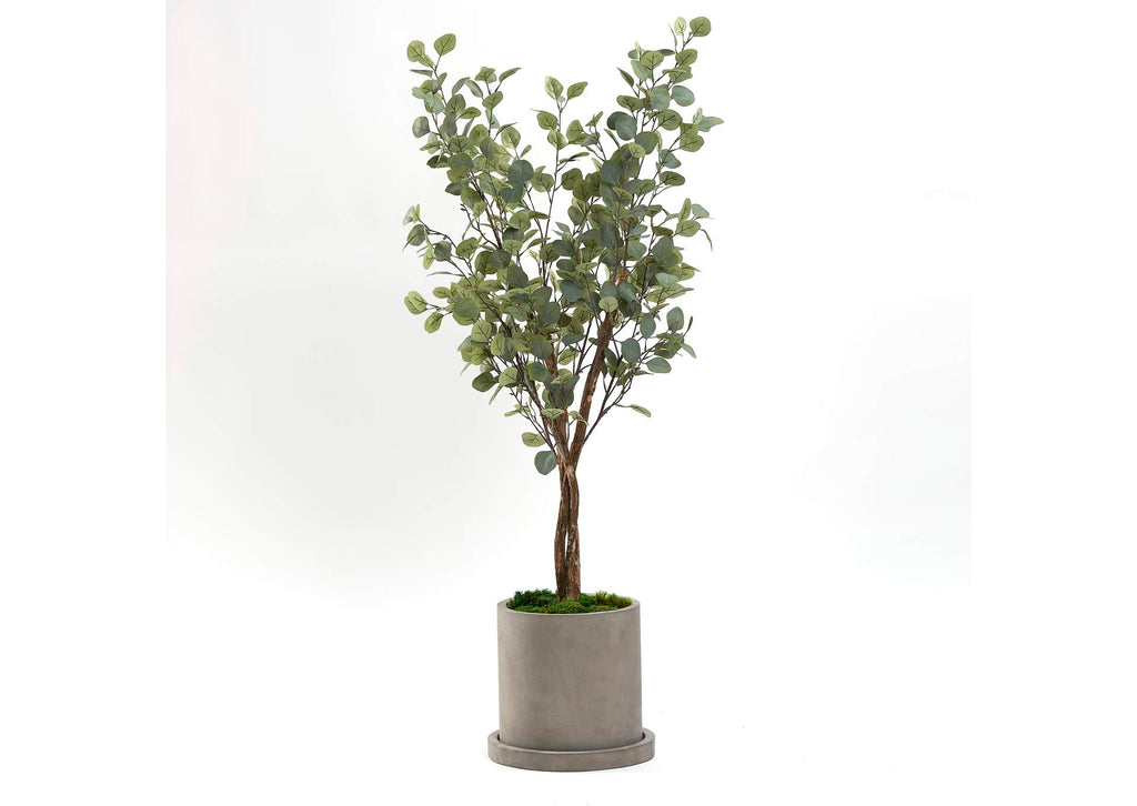 322905 5' Silver Dollar Tree in Small Grey Marta Pot