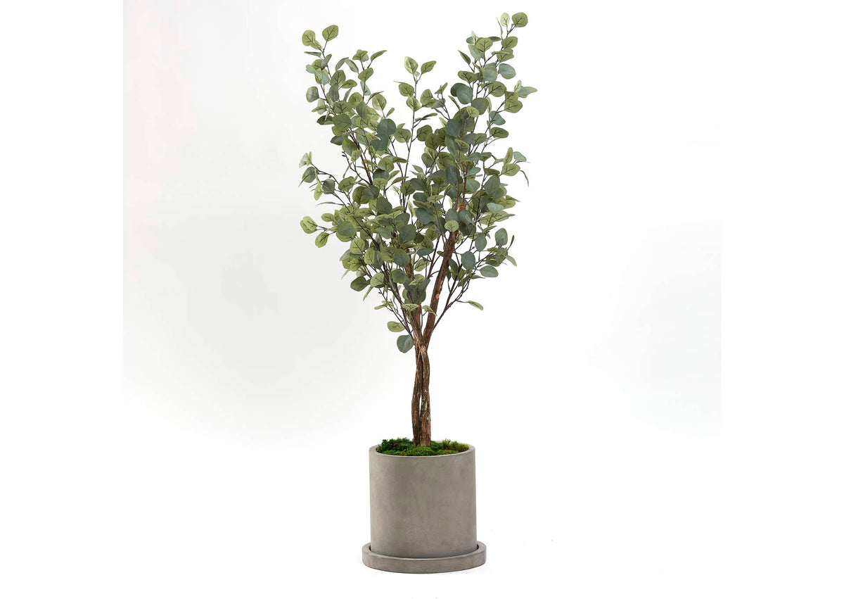 322905 5' Silver Dollar Tree in Small Grey Marta Pot