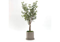 322905 5' Silver Dollar Tree in Small Grey Marta Pot
