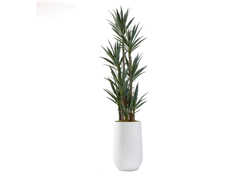 322908 8.5' Dracaena Tree in Large White Clay Planter