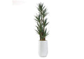 322908 8.5' Dracaena Tree in Large White Clay Planter
