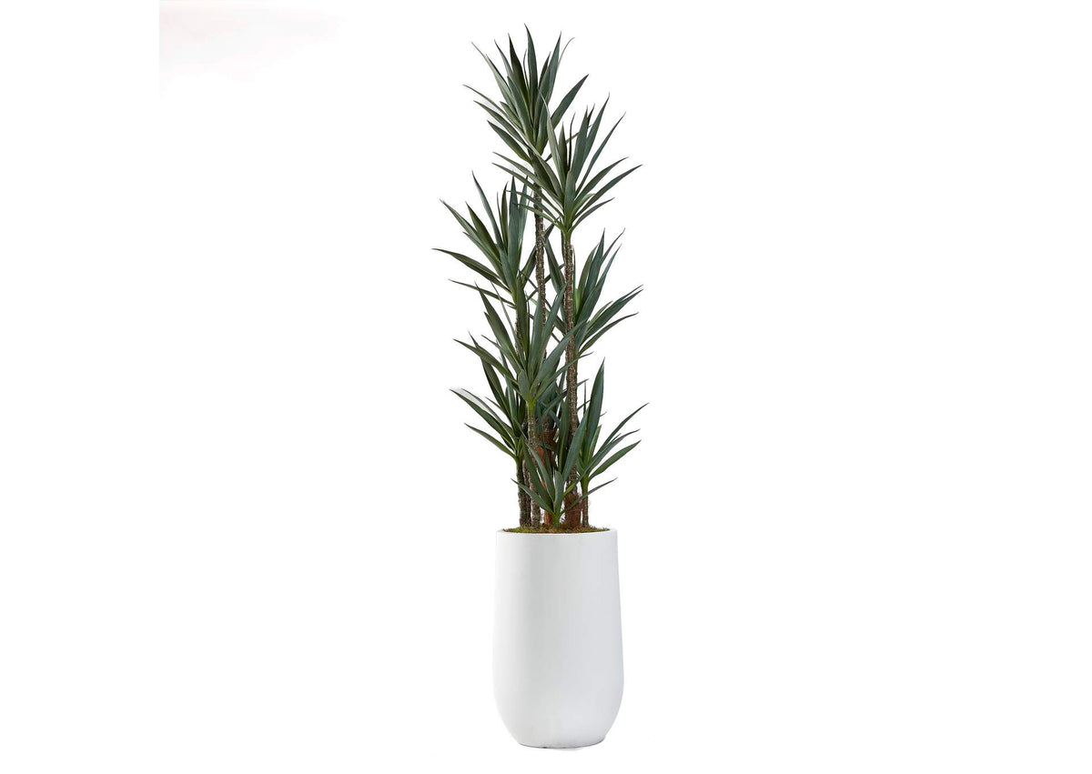322908 8.5' Dracaena Tree in Large White Clay Planter
