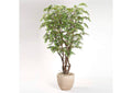 322917 8.5' Ruscus Tree in Clay Bank Planter