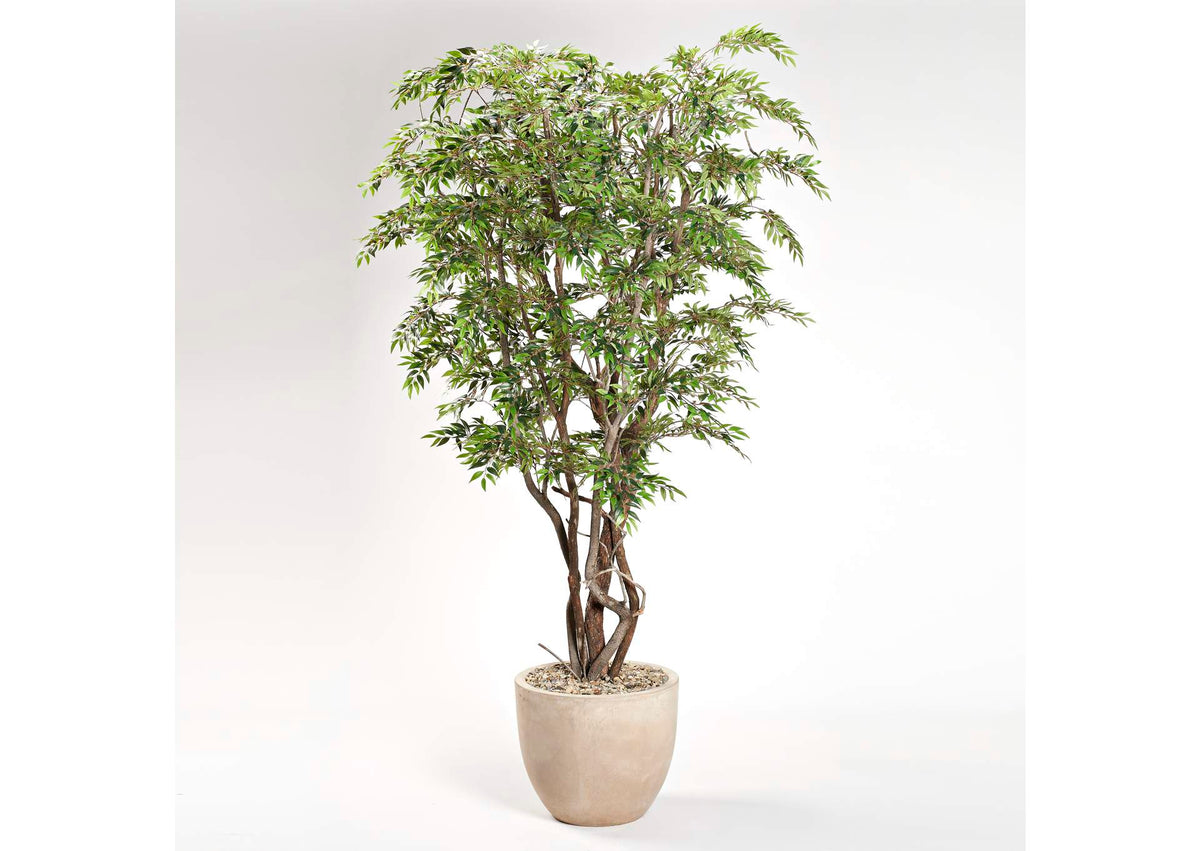 322917 8.5' Ruscus Tree in Clay Bank Planter