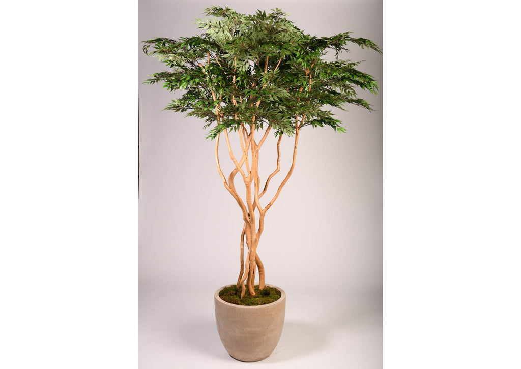 323000 8' Ruscus Tree in Clay Bank Planter