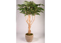 323000 8' Ruscus Tree in Clay Bank Planter