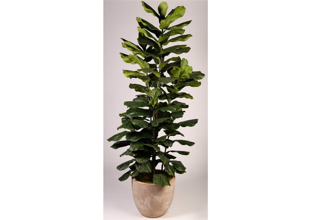 323014 8' Jumbo Fiddle Leaf Fig Tree in Clay Bank Planter
