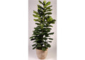 323014 8' Jumbo Fiddle Leaf Fig Tree in Clay Bank Planter