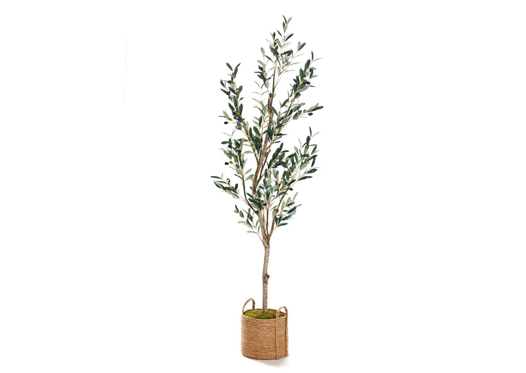 323410 6.5' Olive Tree in Rope Basket