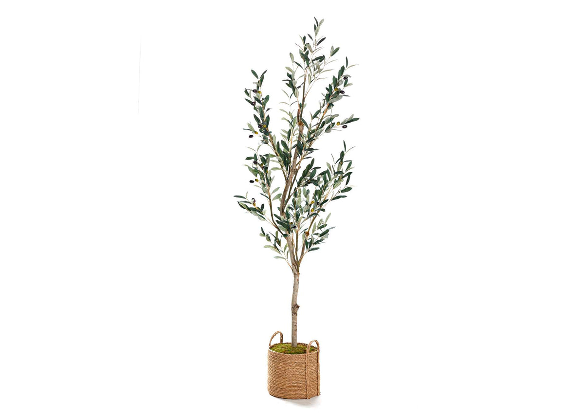 323410 6.5' Olive Tree in Rope Basket