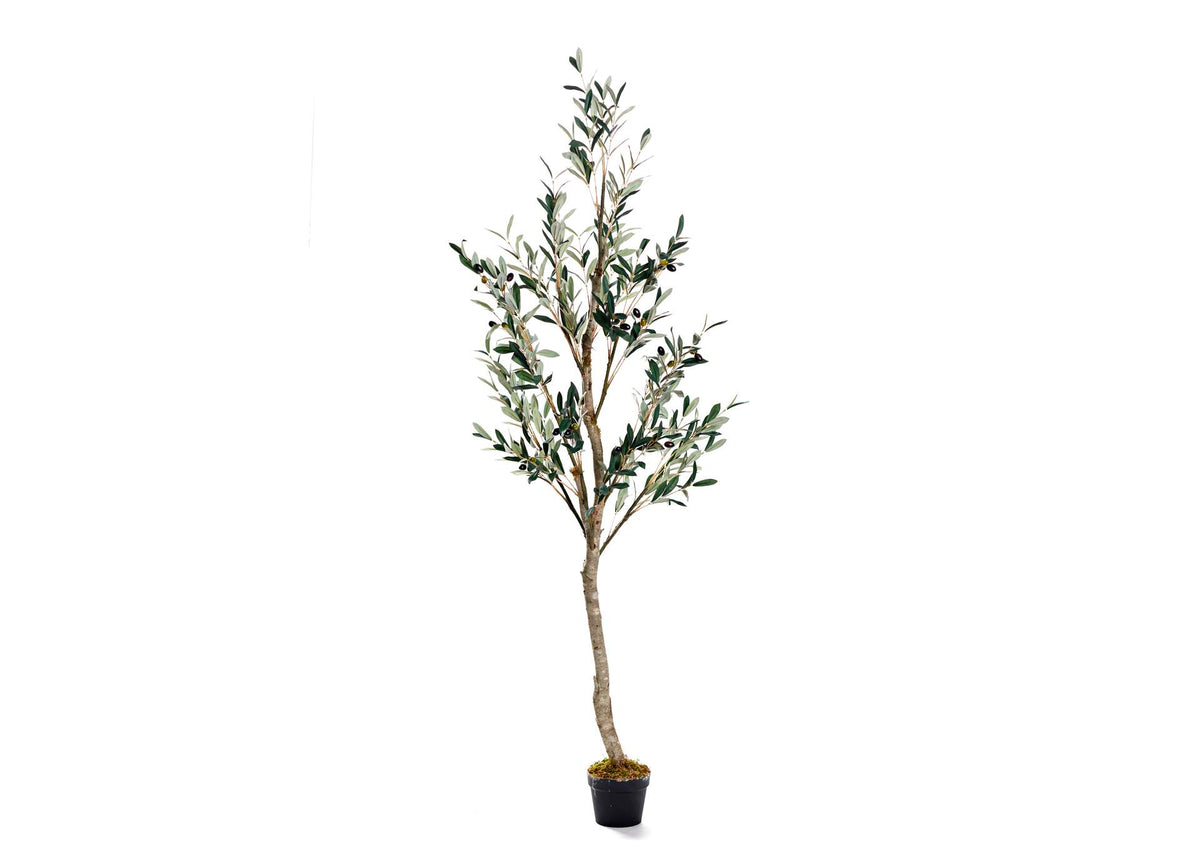 323412 6.5' Olive Tree in Grow Pot