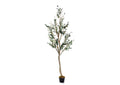 323412 6.5' Olive Tree in Grow Pot