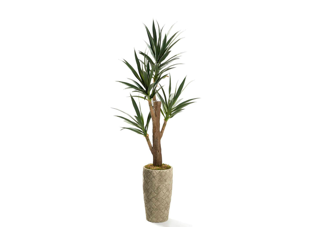 323614 Yucca Tree in Diamond Etched Taupe Container