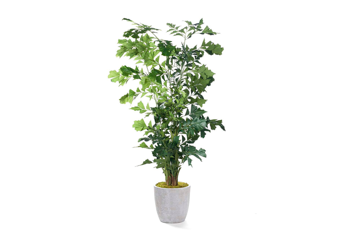 323617 Fishtail Palm in Extra Large Round White Etched Planter