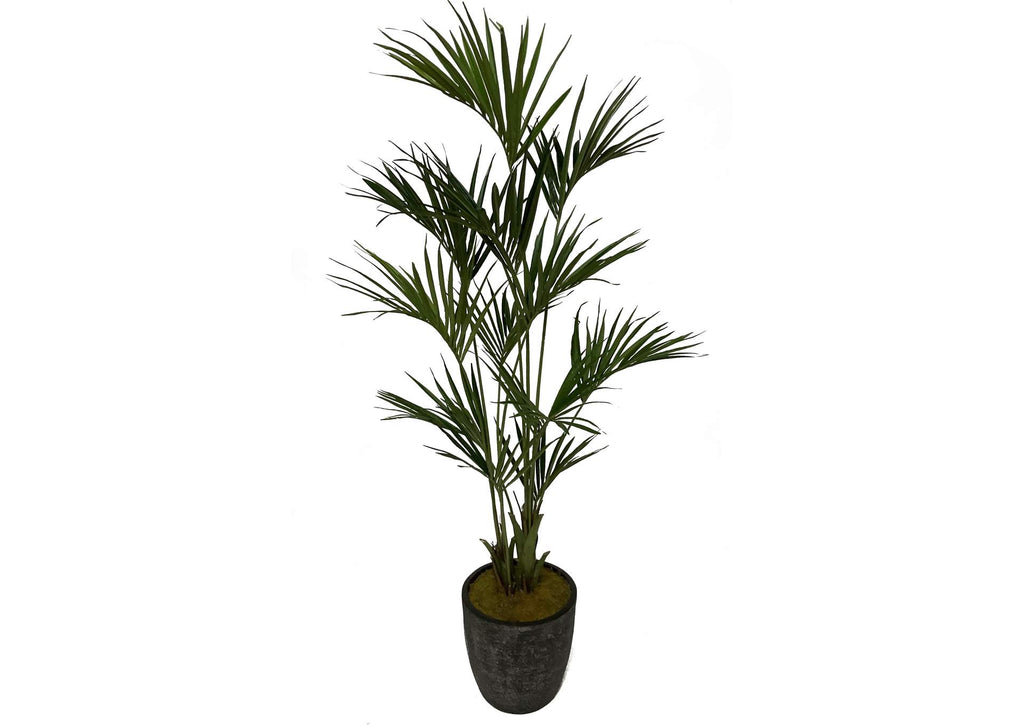 323619 Kentia Palm in Round Black Etched Planter
