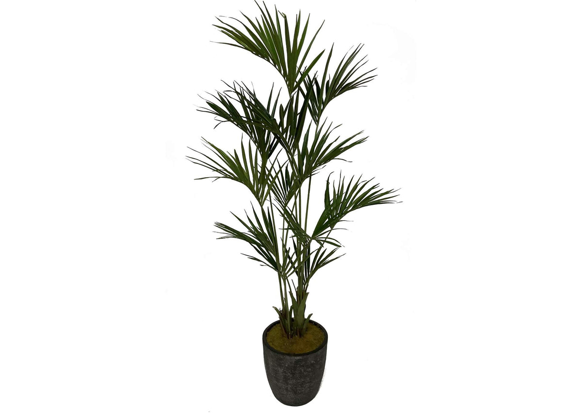 323619 Kentia Palm in Round Black Etched Planter