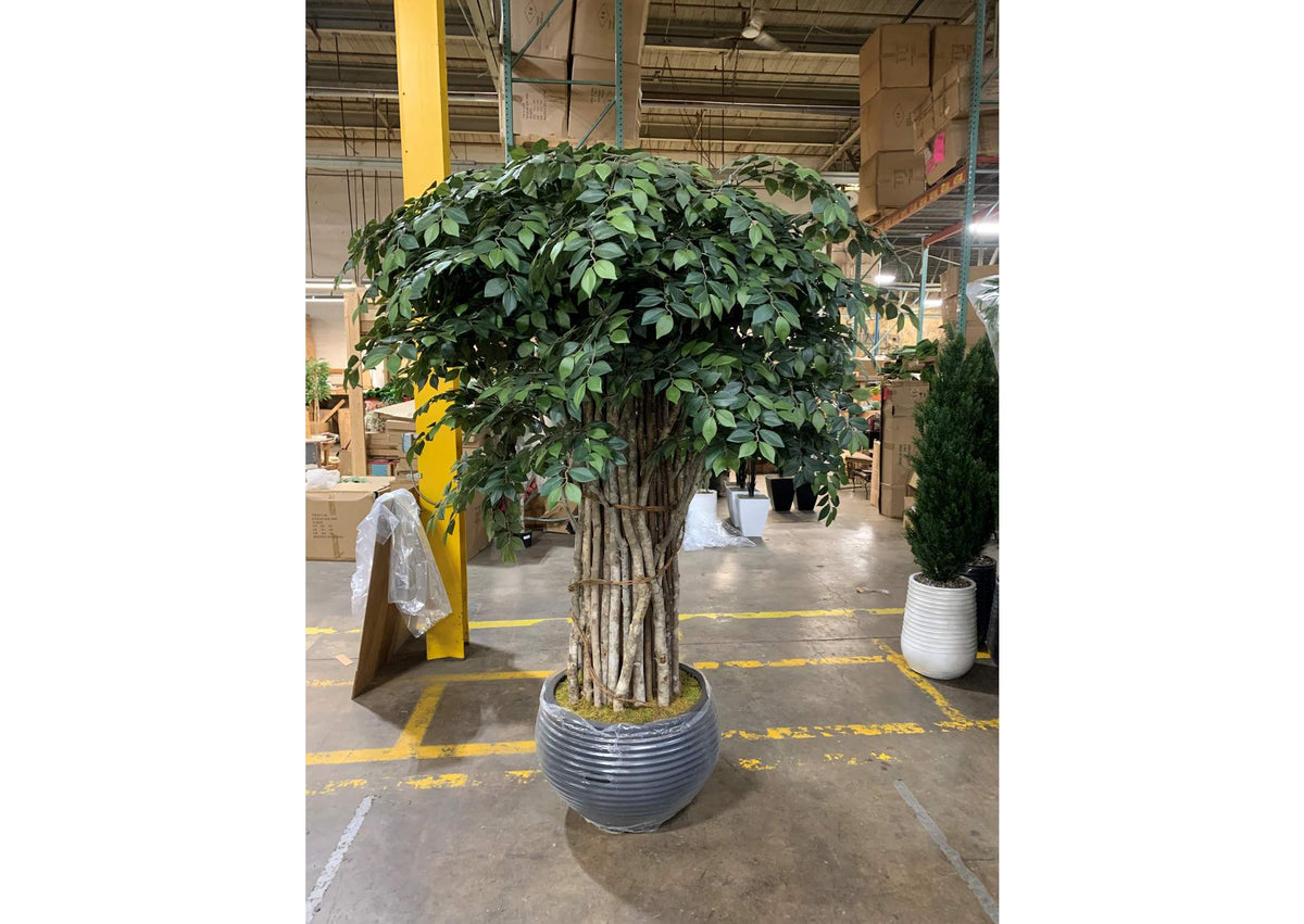 323800 8' Sakaki Tree Bundle in Large Black Planter