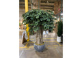323800 8' Sakaki Tree Bundle in Large Black Planter
