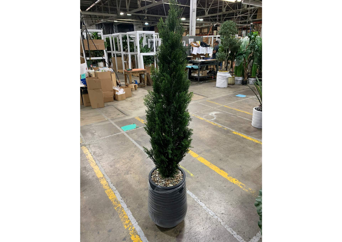 323804 5' Cedar Topiary in Black Planter