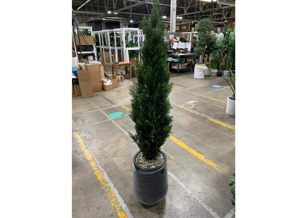 323804 5' Cedar Topiary in Black Planter
