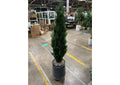 323804 5' Cedar Topiary in Black Planter