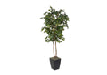 323820 6' Sakaki Tree in Black Metal Planter