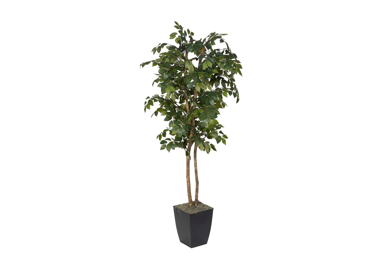 323820 6' Sakaki Tree in Black Metal Planter