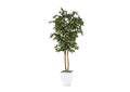 323821 6' Sakaki Tree in White Metal Planter