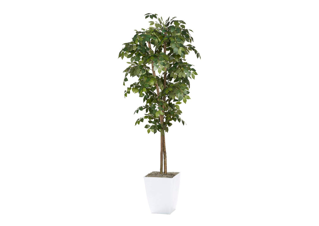 323825 7' Sakaki Tree in White Metal Planter