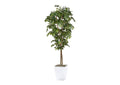 323825 7' Sakaki Tree in White Metal Planter