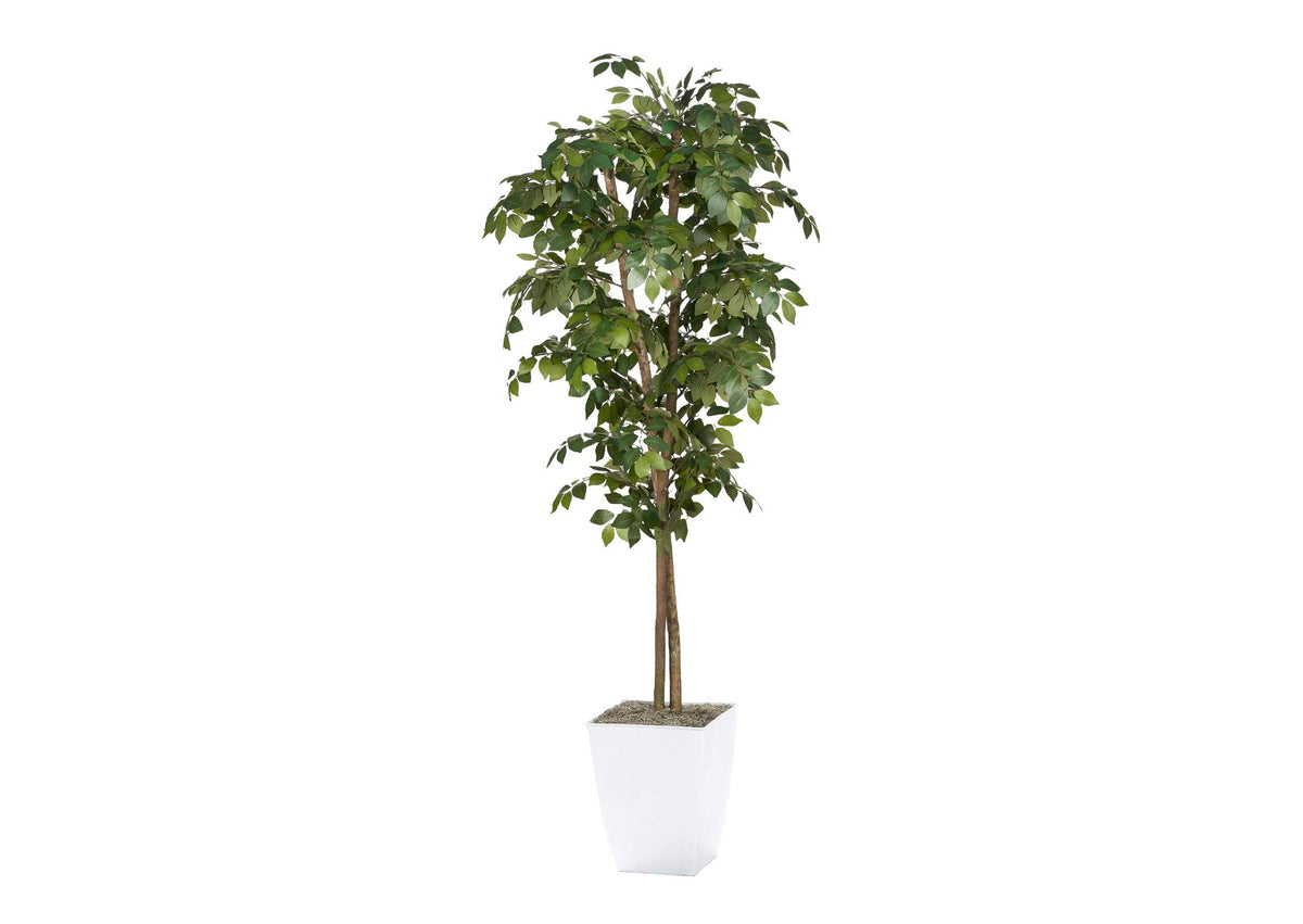 323825 7' Sakaki Tree in White Metal Planter