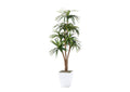 323827 7' Dracaena Tree in White Metal Planter