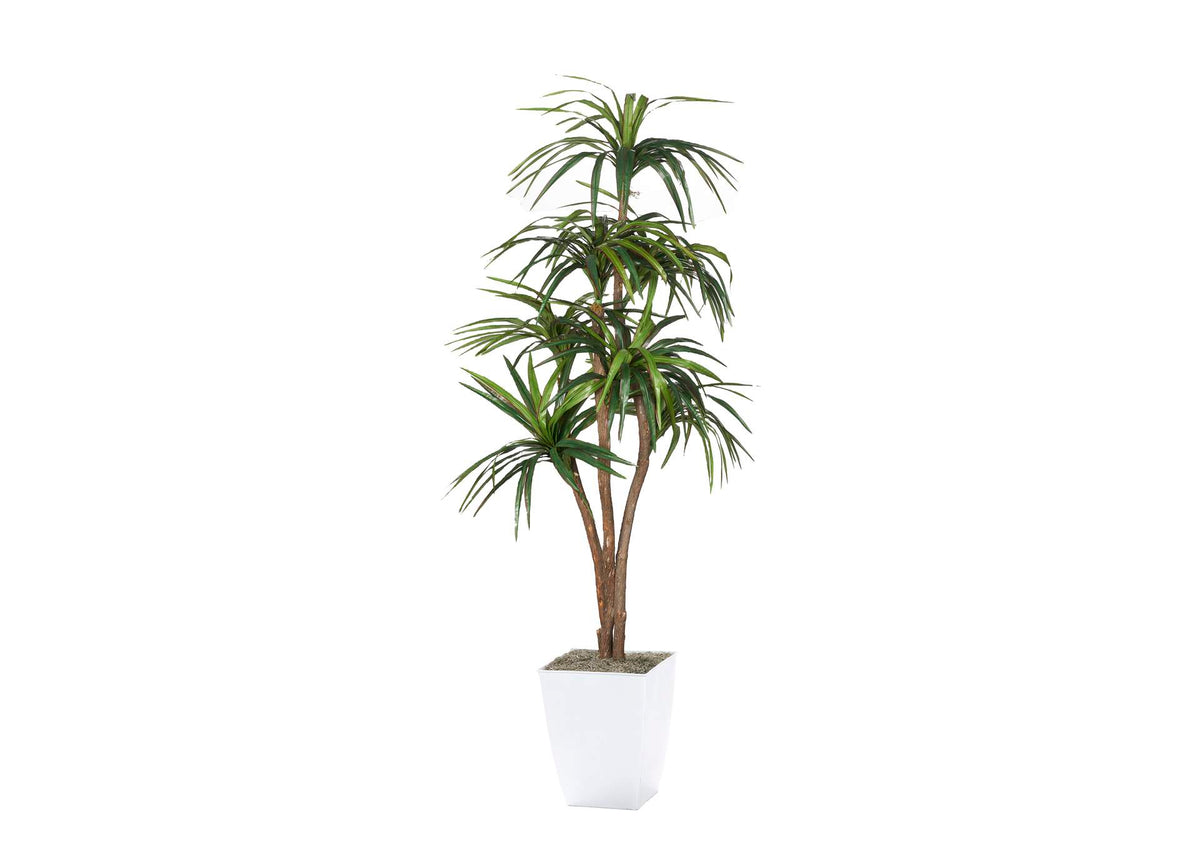 323827 7' Dracaena Tree in White Metal Planter