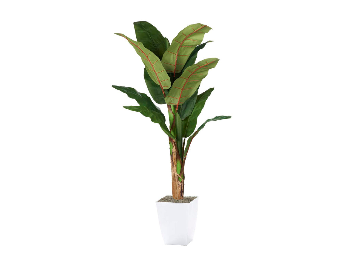 323829 7' Banana Tree in White Metal Planter