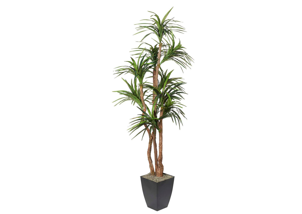 323834 8' Dracaena Tree in Black Metal Planter