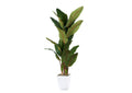 323839 8' Banana Tree in White Metal Planter
