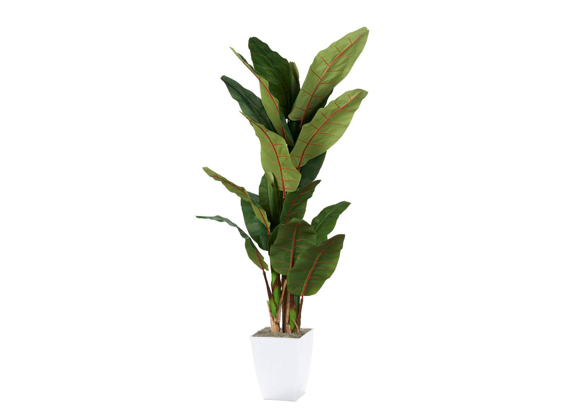 323839 8' Banana Tree in White Metal Planter