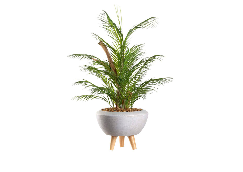 323901 Areca Palm in White Bowl With Legs