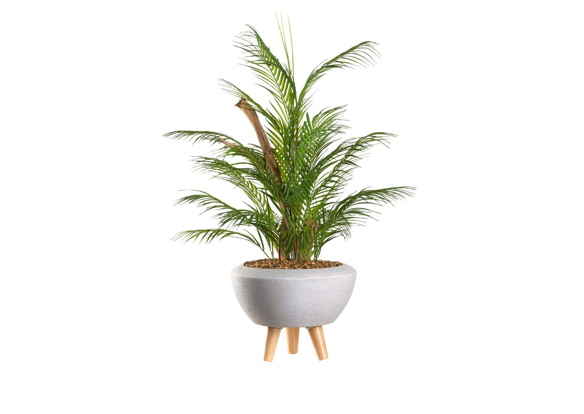 323901 Areca Palm in White Bowl With Legs
