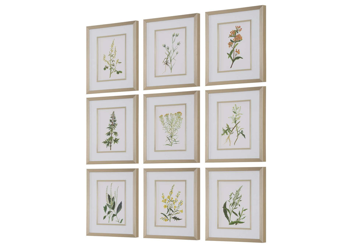32339 Uttermost Botanical Flowers Framed Prints