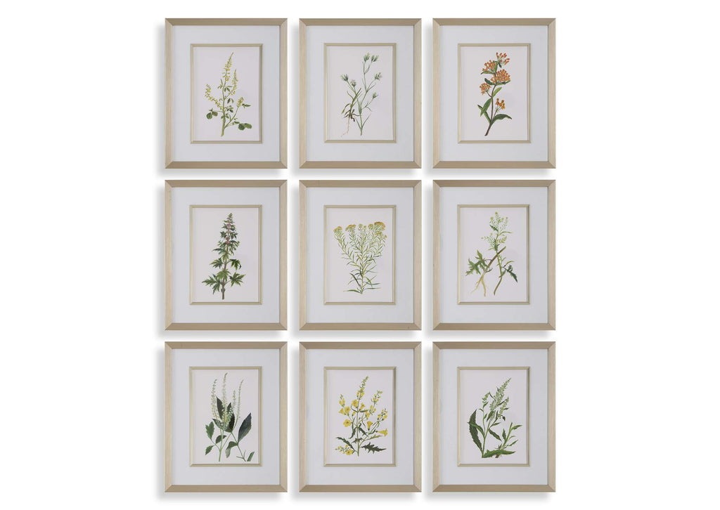 32339 Uttermost Botanical Flowers Framed Prints