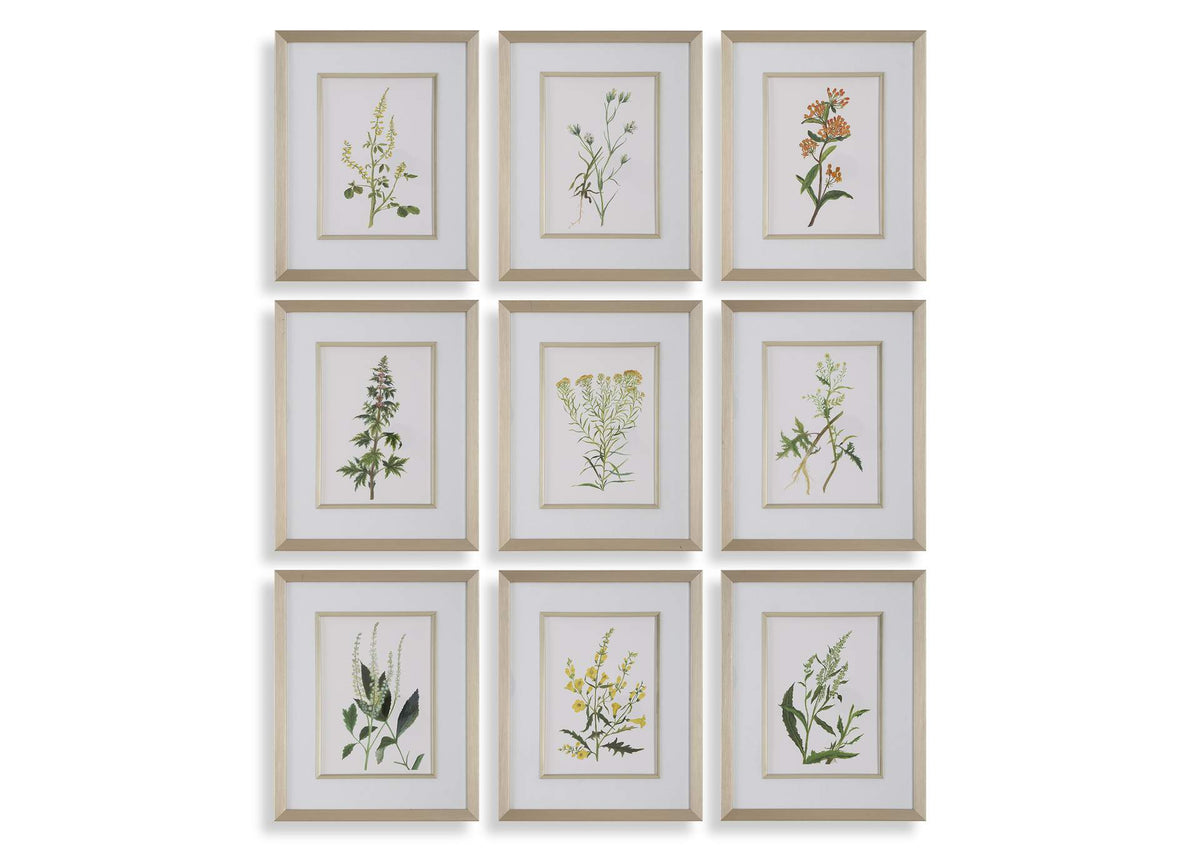 32339 Uttermost Botanical Flowers Framed Prints