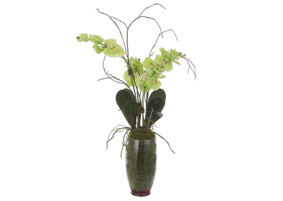 60199 Uttermost Valdive Orchid