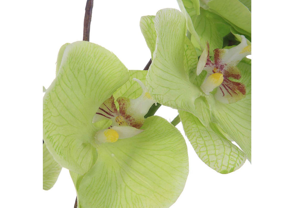 60199 Uttermost Valdive Orchid