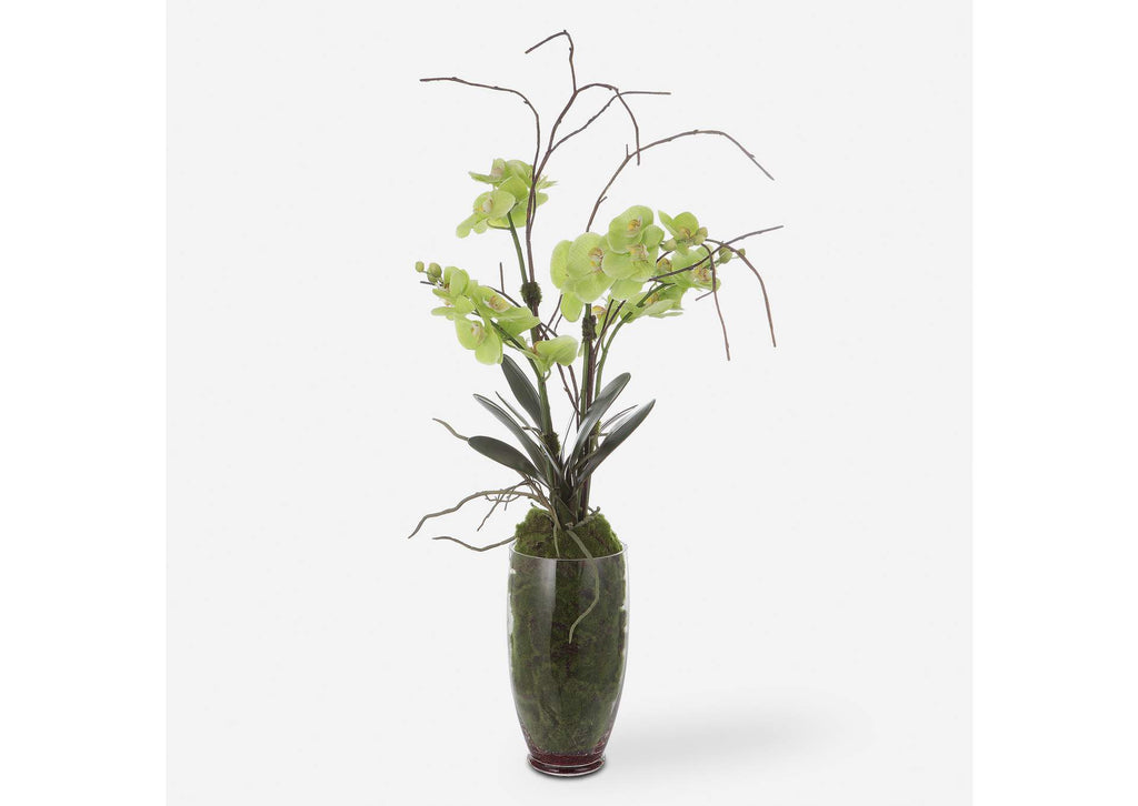 60199 Uttermost Valdive Orchid