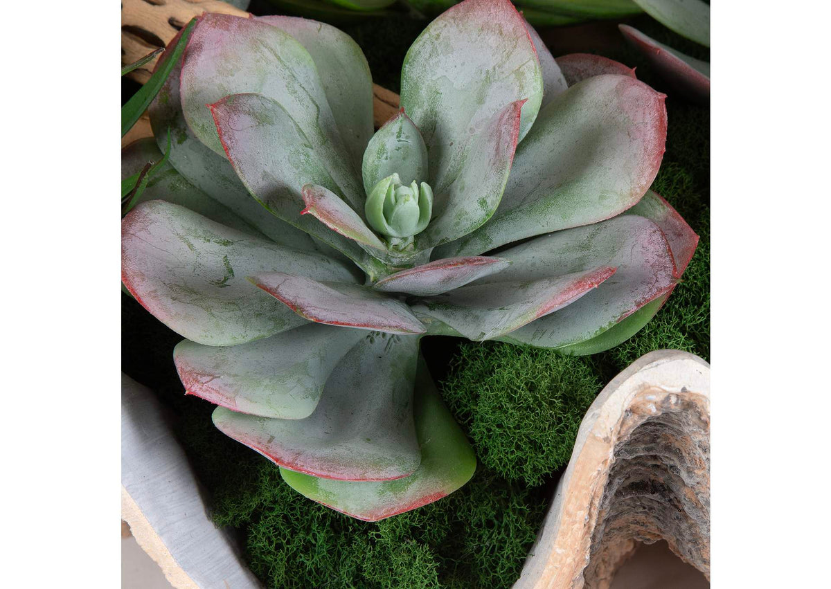 60233 Uttermost Seaside Breeze Succulents